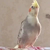 طوطی برزیلی وعروس|پرنده|سنگر, |دیوار