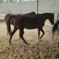 اسب