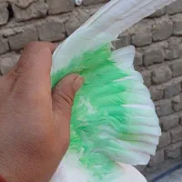 کبوتر رفته