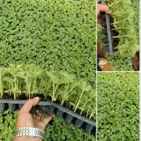 نشاه هندوانه