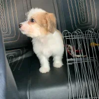 سگ شیتزو مالتیز|سگ|سرخرود, |دیوار