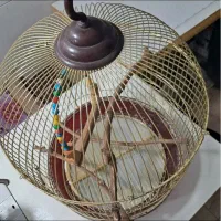 قفس پرنده