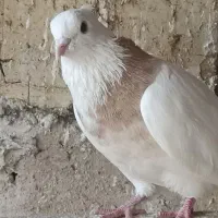 طوقی غریب گیری رباط کریم|پرنده|رباطکریم, حصار مهتر|دیوار