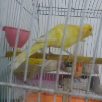 قناری نر قددار