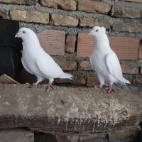پنج جفت کبوتر عطیقه قدیمی به ضمانت همه چی