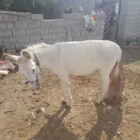 الاغ آرام و جوان