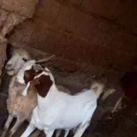 بز پاکستانی