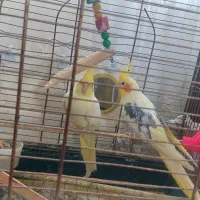 عرس هلندی جفت