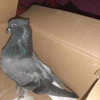 ستا ماده درجه یک|پرنده|شاهینشهر, مسکن مهر|دیوار