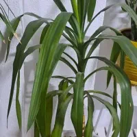 گل طبیعی|گل و گیاه طبیعی|گلبهار, شهر جدید گلبهار|دیوار