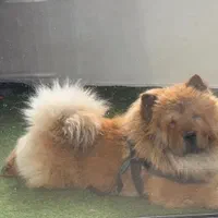 چاو چاو پرتقالی با پنچه های شاه توله|سگ|رشت, معلم|دیوار