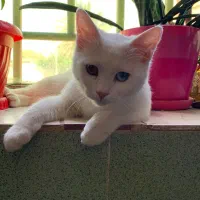 برای جفت گیری