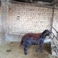 دوتا قوچ افشاری هترو ازمایش شده دارای ژن دوقلو زا|حیوانات مزرعه|مرودشت, نقش رستم|دیوار