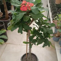 انواع افوربیا|گل و گیاه طبیعی|مشهد, شهرک صنعتی توس|دیوار