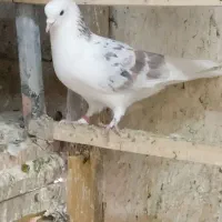 نر هما تهرانی