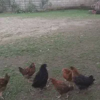 جوجه ،شاخدار،جوجه اردک محلی