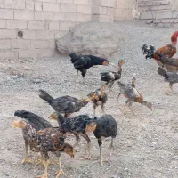 جوجه لاری 10 عدد فروشی