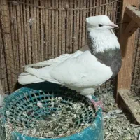 دو عدد کبوتر طوقی ماده|پرنده|سراوان, |دیوار