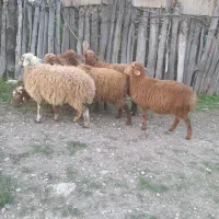 بره نر و ماده|حیوانات مزرعه|نوشهر, |دیوار