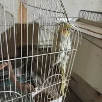 عروس پاریس ،هلندی