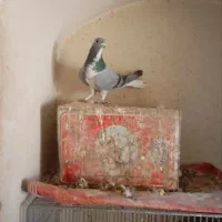 نر خرقه زنجیرهنرخرقه