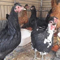 تخم نطفه دار (تخم خروسی)