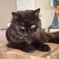 گربه هیمالین