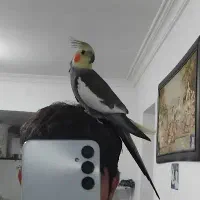 هلندی گم شده|حیوانات|فومن, |دیوار