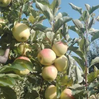 حرص درختان میوه