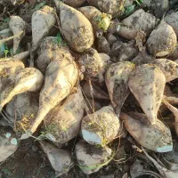 چغندر قند برای دام