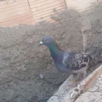 کبوتر گرفتنی|پرنده|زابل, |دیوار