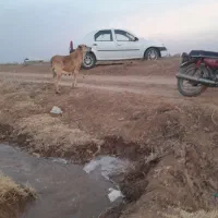 ال 90 مدل 87کارکرد290 620 ملیون