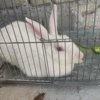 خرگوش سفید ملوس