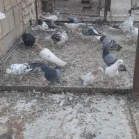 کبوتر تهرانی و دمگیر