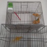 غرقابل ،قناری ،مرغ عشق،عروس هلندی،سره همه به شرط