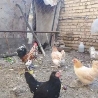 جوجه مرغ وتخم مرغ|حیوانات مزرعه|تهران, دهم فروردین|دیوار