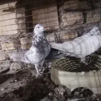 کفتر|پرنده|یزد, |دیوار