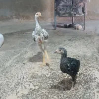 خروس لاری|حیوانات مزرعه|فرمهین, |دیوار