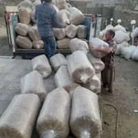 فروش علوفه هیدروپونیک دام سبک پرواری وسنگین شیری