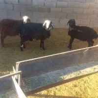 سه عدد بره ۱عدد بز ۱عدد نربز ۱عدد بزغاله نر|حیوانات مزرعه|جوادآباد, |دیوار