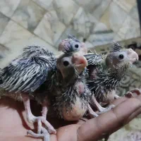 جوجه عروس هلندی