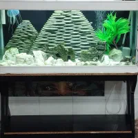 آکواریوم شرکتی شیشه خم بزرگ|ماهی|مشهد, بهمن|دیوار