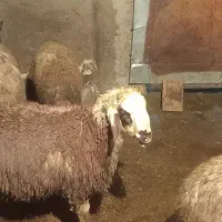 بره نر|حیوانات مزرعه|دورود, |دیوار