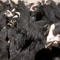 مرغ مادر مرندی اصیل خالص|حیوانات مزرعه|تبریز, |دیوار