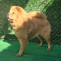 چاوچاو بسیار زیبا