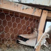 طوقی|پرنده|تهران, سلسبیل شمالی|دیوار