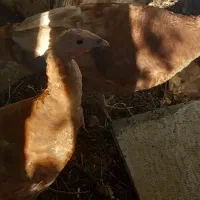 بوقلمون یکی‌نر ۸ ماهه و ماده یک‌ساله باهم