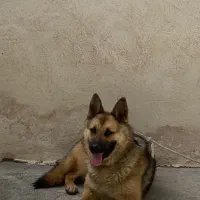 سگ ژرمن ماده سالم