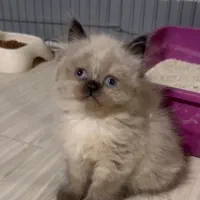 فروش گربه اصیل هیمالین|گربه|بندر انزلی, پرستار|دیوار