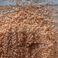 ارده و کنجد ارده